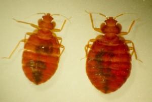 Bed Bug Control Phoenix AZ Bed Bug Control Services