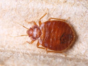 Bed Bug Extermination Phoenix Bed Bug Extermination