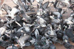 Pigeon Control Litchfield Park AZ Pigeon Control Services