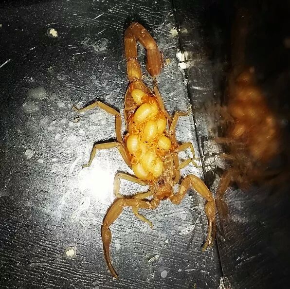 Cosa Significa Quando Trovi Uno Scorpione In Casa