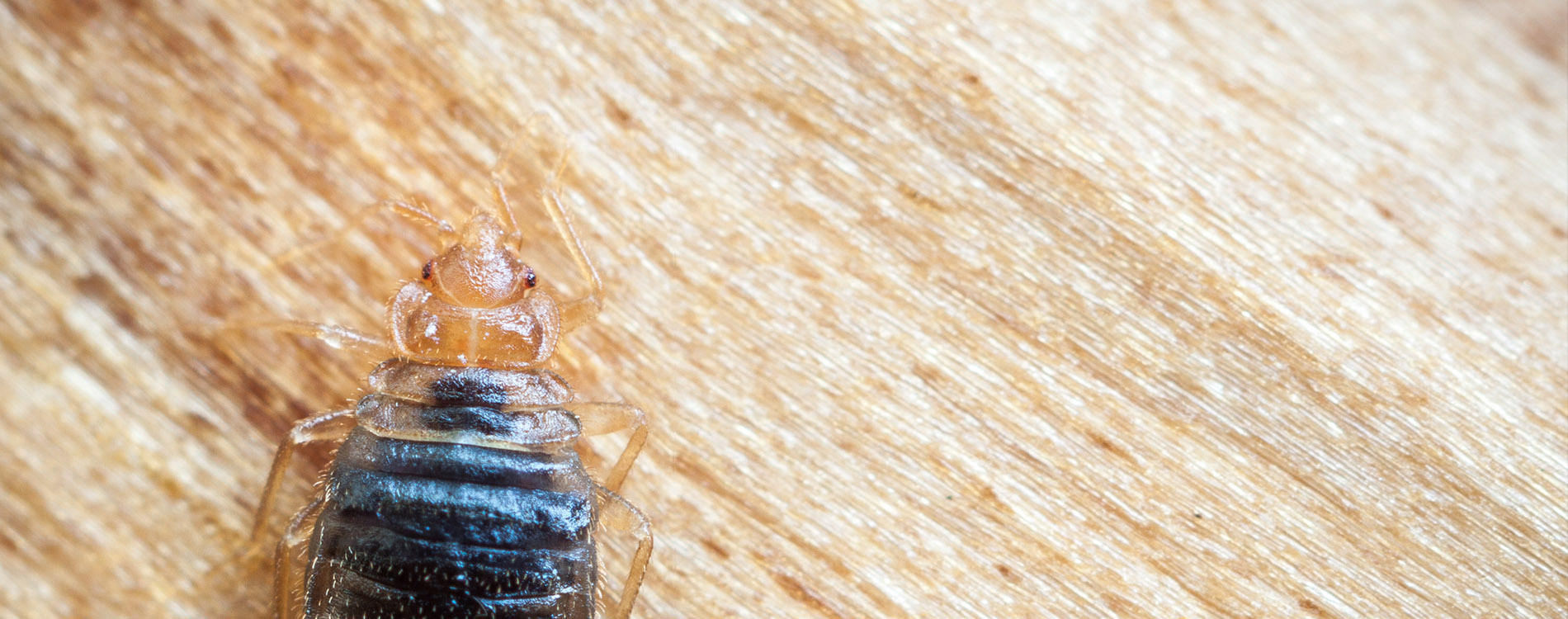 pest-control-bed-bugs-slide