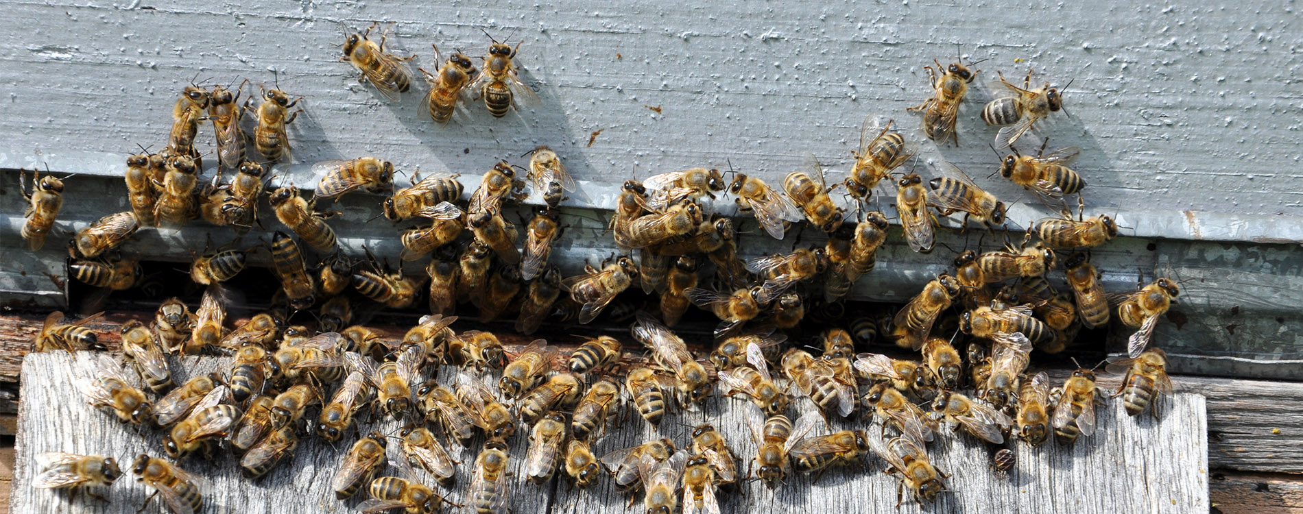 pest-control-bees-slide