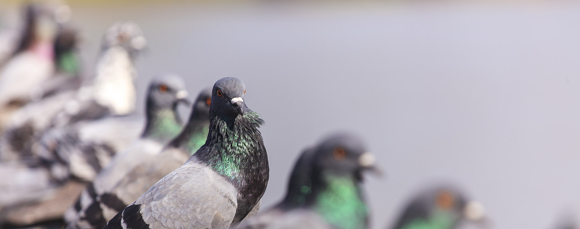 pest-control-birds-slide