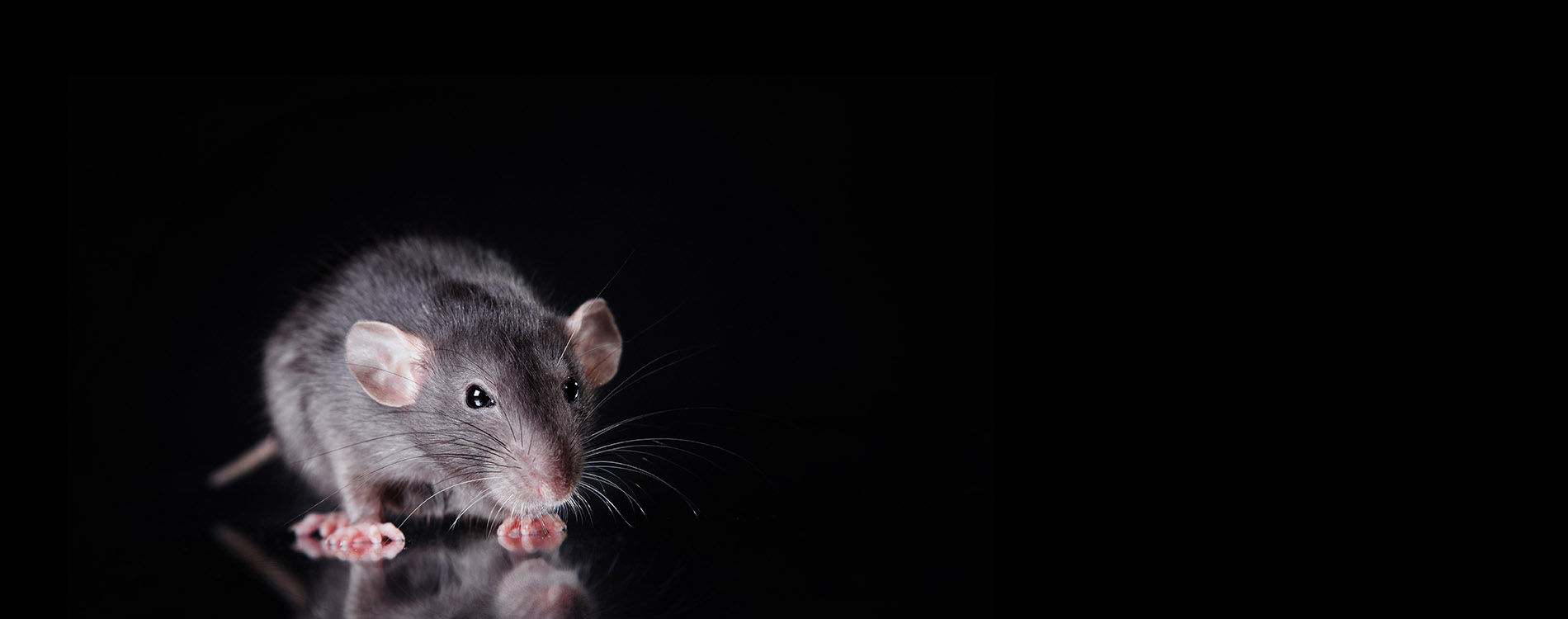 pest-control-rats-slide