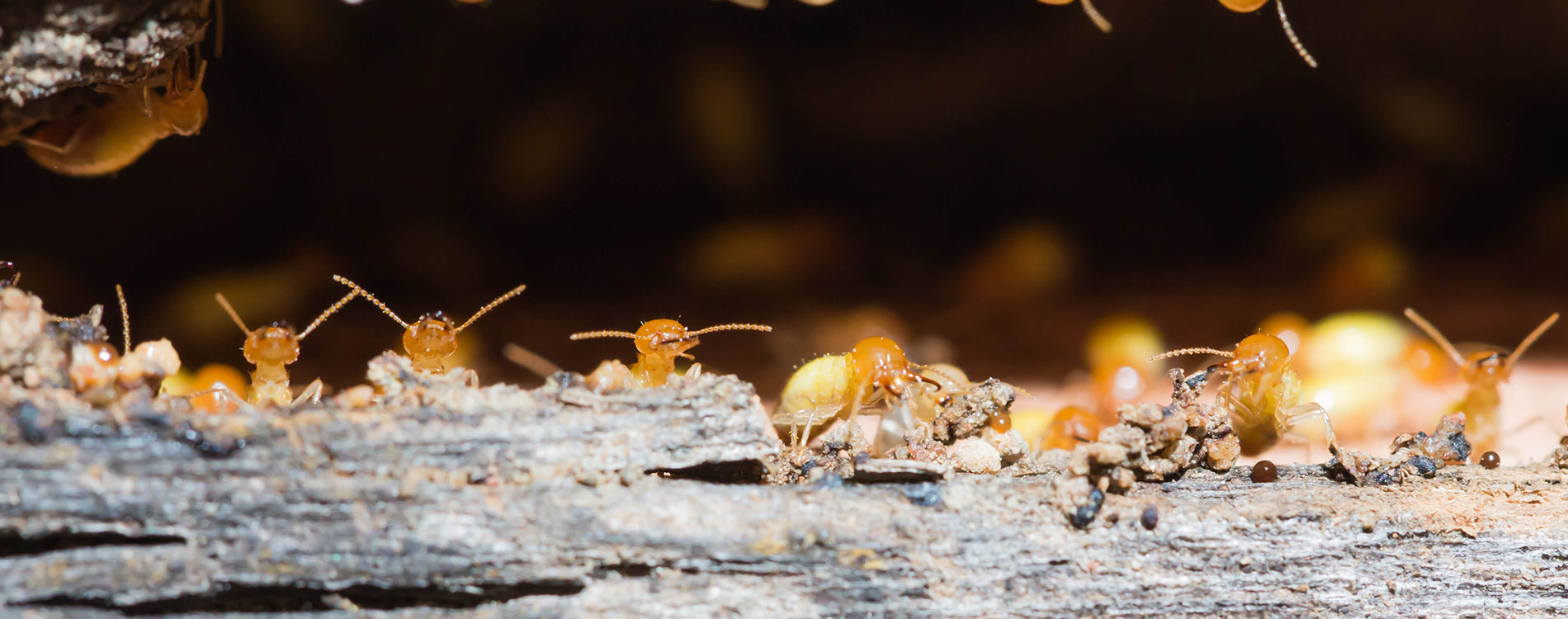 pest-control-termites-slide
