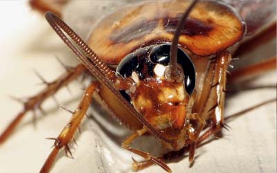 Cockroach Control Scottsdale