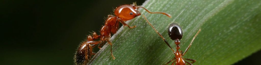 Do I have an Ant problem? Do I have an Ant problem?