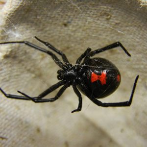 Why are there spiders in my house? Why are there spiders in my house?
