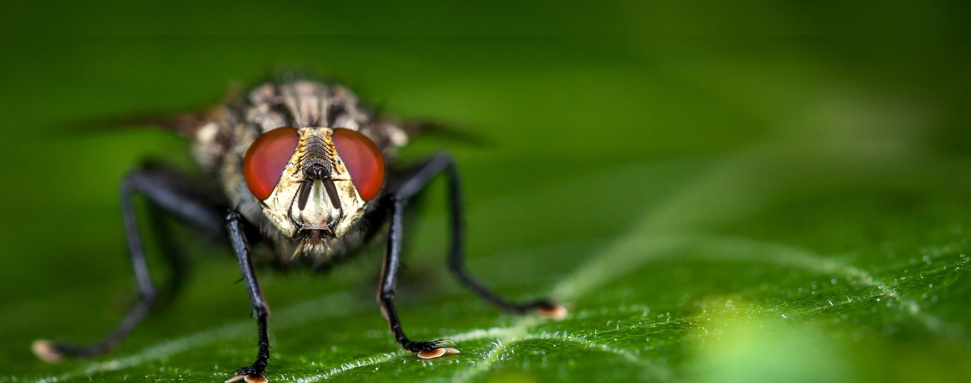 Pest Control Service Phoenix Anteater Exterminating Inc.