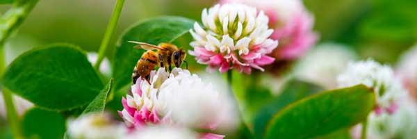 bee control Glendale az bee control Glendale az