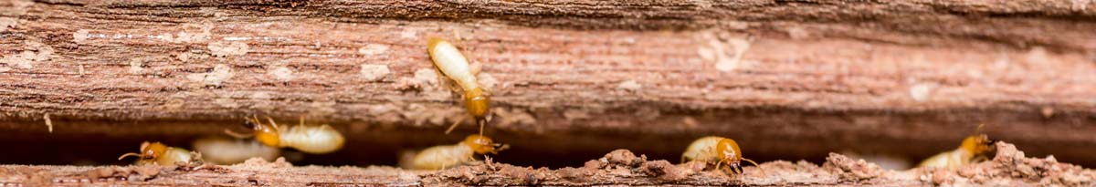 Termite Inspection Phoenix by Anteater Exterminating Inc. Termite Inspection Phoenix