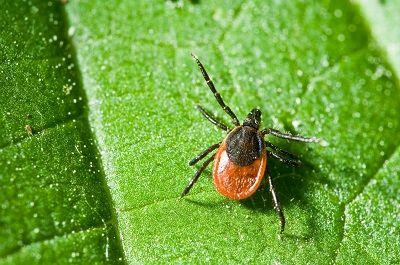 Tick Prevention by Anteater Exterminating Inc. Tick Prevention