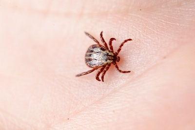 Ticks in Arizona by Anteater Exterminating Inc. Ticks in Arizona
