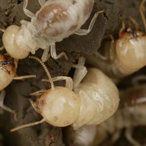 Termites Phoenix by Anteater Exterminating Inc. Termites Phoenix