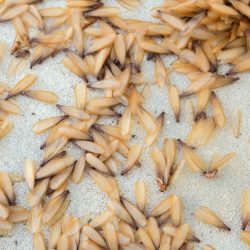 Termite Control Chandler