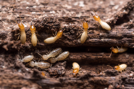 Termite Extermination Chandler