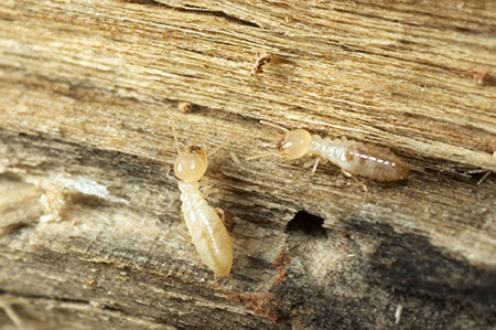 Termite Control Near Me