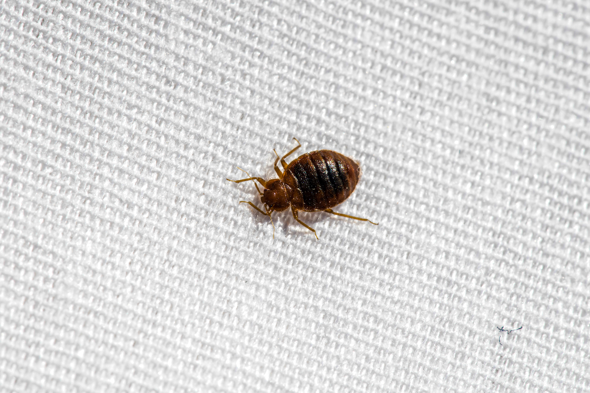 Bed Bug Treatment Phoenix