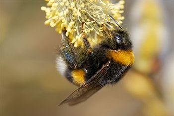 Beehive Relocation Phoenix