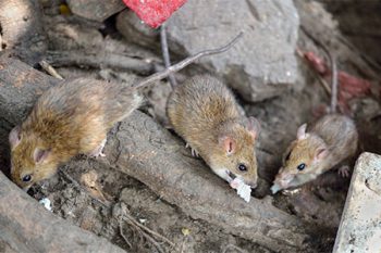 Norway Rats Phoenix