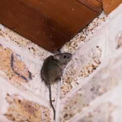 Pest Control Scottsdale