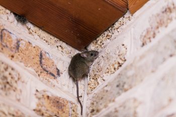 Pest Control Scottsdale