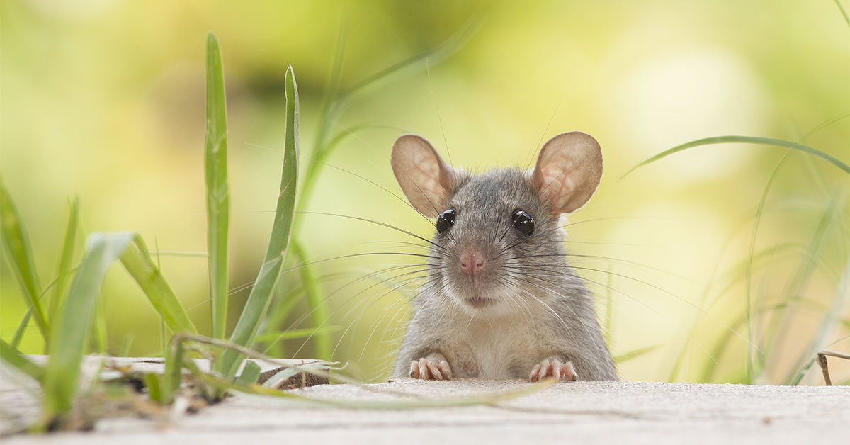 Rodent Control Phoenix