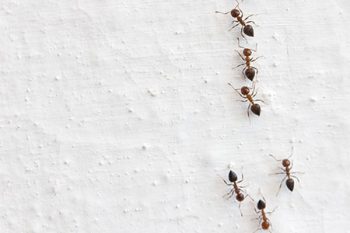 Ant Control Avondale