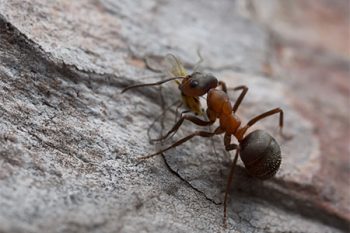 Ant Control Buckeye