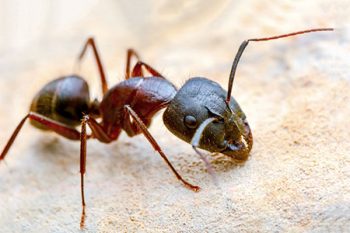 Ant Control Company Avondale