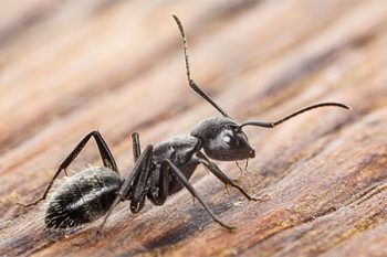 Ant Control Glendale AZ