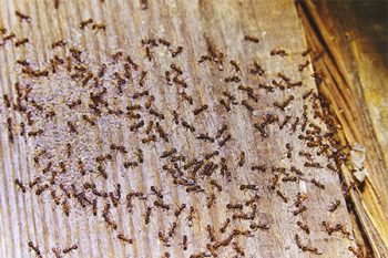 Ant Extermination in Phoenix
