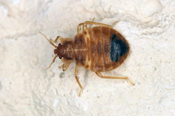 Bed Bug Extermination in Buckeye