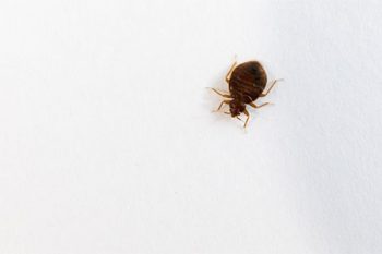 Bed Bug Exterminator Scottsdale