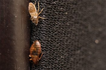 Bed Bug Exterminator in Phoenix