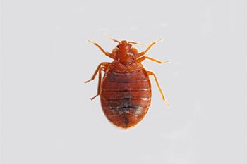 Bed Bug Exterminators in Chandler