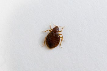 Bed Bug Pest Control Glendale AZ