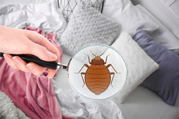 Bed Bug Treatment Chandler