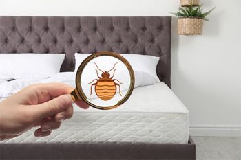 Bed Bug Treatment Phoenix