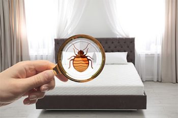 Bed Bug Treatment Scottsdale