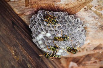 Bee Control in Phoenix