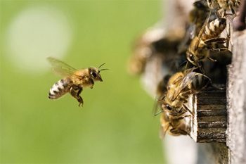 Bee Exterminator Goodyear