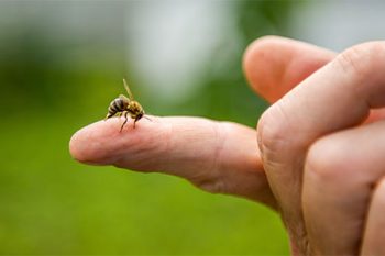 Bee Exterminator Scottsdale