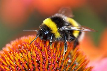 Bee Exterminator Buckeye