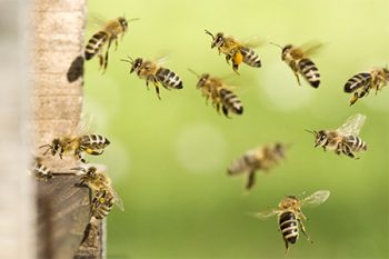 Bee Exterminator Chandler