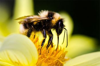 Bee Exterminator Glendale AZ