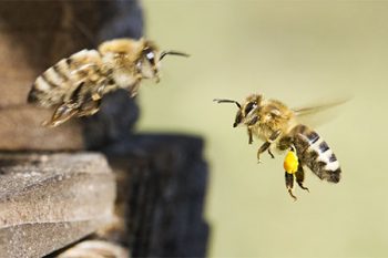Bee Exterminator Litchfield Park