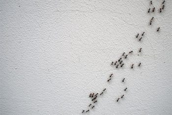Best Way To Get Rid Of Ants in Glendale AZ