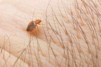 Certified Bed Bug Exterminators in Goodyear