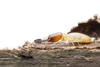 Chandler Termite Specialists